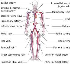 Arteries and veins diagram 205 circulatory pathways anatomy and physiology. 25 Human Veins And Arteries Diagram Markcritz Template Design Circulatory System Human Circulatory System Arteries And Veins
