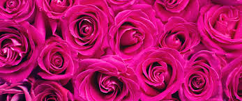 pink roses wallpaper 4k fl