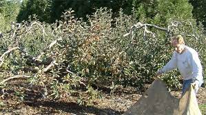 How To Prune Fruit Trees For Maximum
