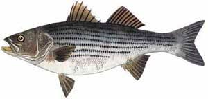 Striped Bass Fishing Length To Weight Chart