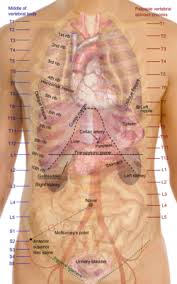 The right rib cage protects many organs involved in the cardiovascular and digestive systems so any pain from under the right rib understanding possible culprits and what signs and symptoms to look for is the first step in seeking treatment and eventual relief. Thorax Wikipedia
