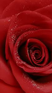 rose flower wallpapers for