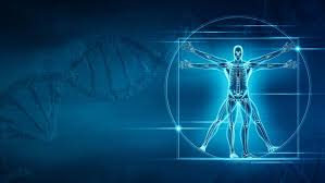 genetic basis of human skeletal proportions