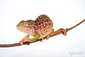 carpet chameleon