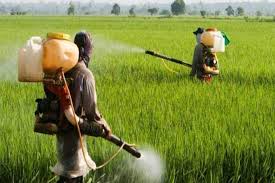 Image result for punjab rice farming problems