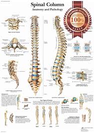 11 95 Aud Anatomical Spinal Column Diagram Chart Spine