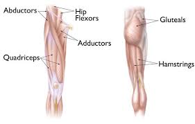 This muscle assists with the external rotation of the hip. Hip Strains Orthoinfo Aaos