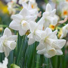 The blooms are larger than softballs and reminiscent of sparklers, with dozens of tiny purple magenta florets. Narcissus Snowboard White Flower Farm Spring Flowering Bulbs Narcissus