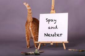 cost to spay or neuter a cat