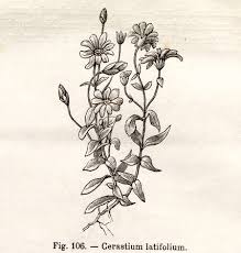 Vintage Cerastium Latifolium Flower Illustration - From The Book ...