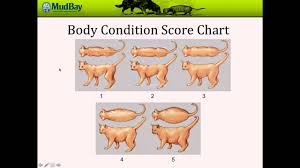 Body Condition Score Chart Youtube