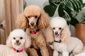 which size poodle is the healthiest a