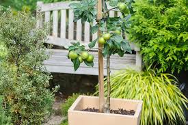 Place the plant in the planting hole and carefully refill, placing soil between and around all the roots to eliminate air pockets. How To Plant An Apple Tree In A Pot Bbc Gardeners World Magazine