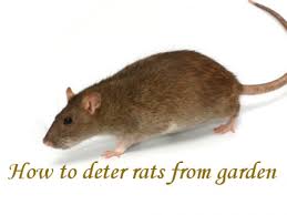 how to deter rats from a garden rolypig