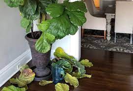 fiddle leaf fig dropping leaves here s