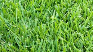 how to care for st augustine grass in