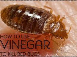 how to make a homemade bed bug
