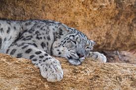 Sleeping Snow Leopard Photograph by Arterra Picture Library - Pixels