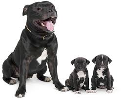 Hans staffordshire bull terrier puppies for sale they are kc registered vet check chipped and vaccinated. Staffordshire Bull Terrier Petsy Pet Insurance