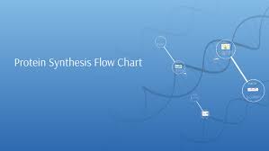 Protein Synthesis Flow Chart By Zoe Can On Prezi