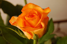 free photo orange rose bloom flower