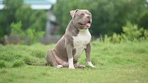 american pitbull images browse 398