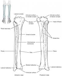 The knee joint is the largest joint in the body and is primarily a hinge joint, although some sliding and rotation occur. Bones Of The Lower Limb Anatomy And Physiology
