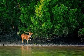 Sundarban Tourism