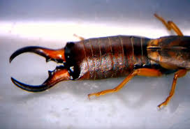 information about earwigs all you need