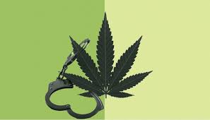 New Law Enforcement Challenges: Is it Marijuana or Hemp? - Cannabis Business Times
