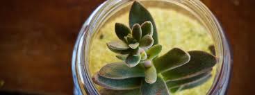 How To Plant Succulents In Glass
