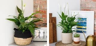 A Guide To The Peace Lily The Little