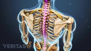 Spinal Anatomy And Back Pain