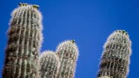 Is it illegal to grow a saguaro cactus?
