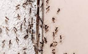 comment fabriquer un piège à fourmis