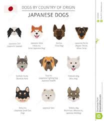 Dogs By Country Of Origin Japanese Dog Breeds Infographic