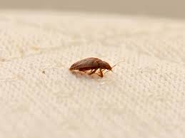 Signs Bed Bugs Leave Behind