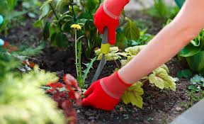 How To Prepare Soil For A Garden The
