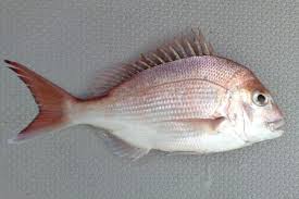 Snapper Fish Identification Information Queensland