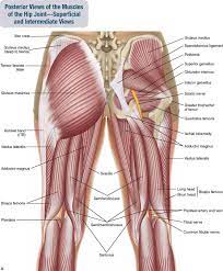 In human anatomy, the muscles of the hip joint are those muscles that cause movement in the hip. Pin Van Calissa Sie Op Anatomy Spieren Gezond