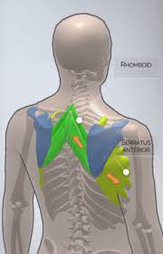 The illustration below shows some of the muscles of the upper extremity. Human Body Construction Upper Back Gymoftomorrow Com
