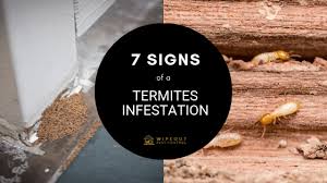 7 signs of a termites infestation