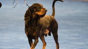You can send trackable versions of pitch decks. Dachshund Dogs 101 Animal Planet