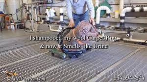 i shooed my wool carpet and now it