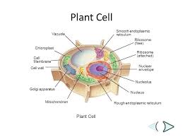 They are found in organisms such as animals, plants, fungi and protists. Eukaryotic Cell Structure Function Ppt Video Online Download