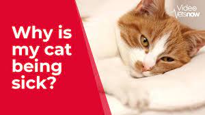 being sick how to treat cat vomiting
