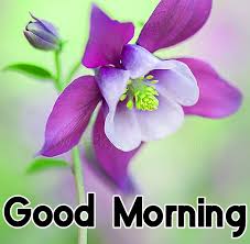 54+ good morning greetings and pictures. Single White Flower Good Morning Images Pix Trends