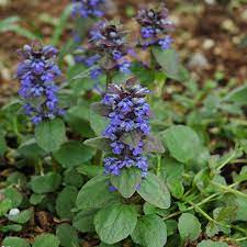 caitlin s giant bugleweed buchanan s