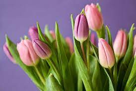 Завтра 8 Марта. Роспотребнадзор объясняет, как сохранить подольше живые цветы - Волгодонская правда - новости Волгодонска