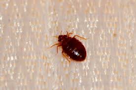 17 tiny brown bugs in kitchen with